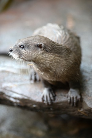 A close up shot of an Otterの写真素材