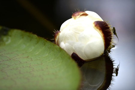 A close up shot of Amazon Water Liliesの写真素材
