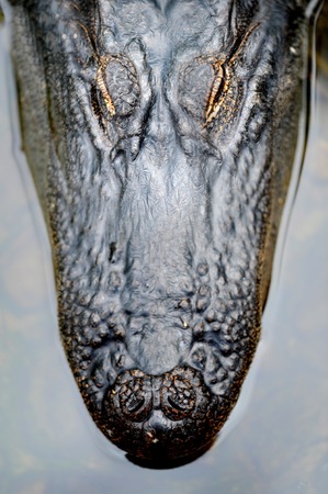 A close up shot of an American Alligatorの写真素材