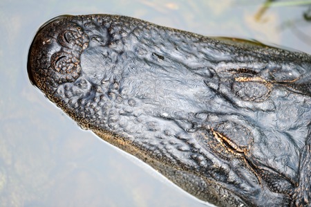 A close up shot of an American Alligatorの写真素材