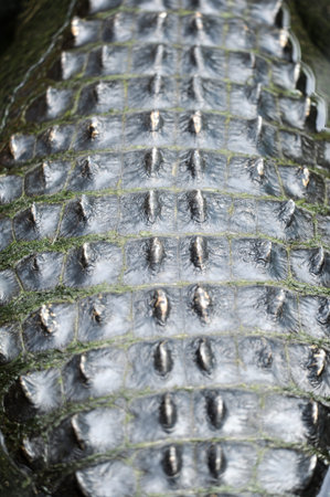 A close up shot of an American Alligator