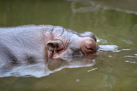 A close up shot of a hippopotamusの写真素材