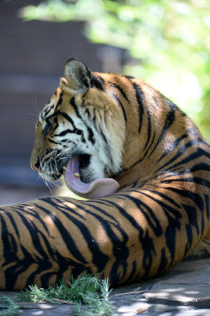 A close up shot of a Sumatran Tiger