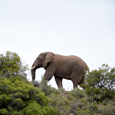 An African elephant on a rocky outcropの写真素材