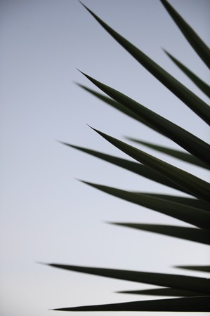 A close up shot of a Yucca plant silhouetteの写真素材