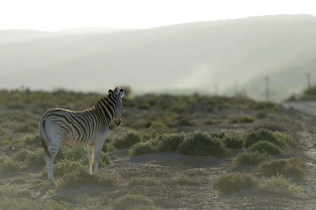 A photo of a zebra in its natural habitatの写真素材