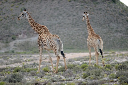 A close up shot of a Giraffeの写真素材