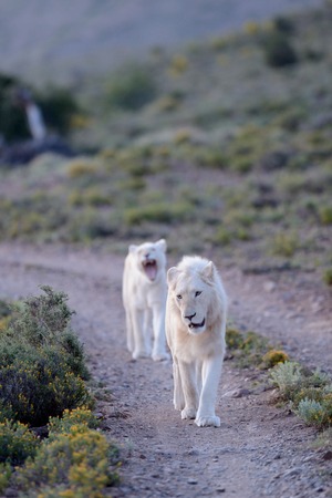 A shot of white lions in the Kuru national Parkの写真素材