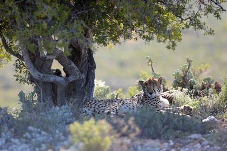 A shot of a wild cheetah in captivityの写真素材