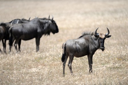 A shot of a African Wildebeest in the wildの写真素材