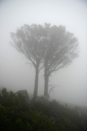 A close up shot of African Flora and Faunaの写真素材
