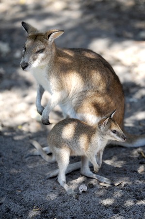 A close up shot of an Australian Wallabyの写真素材