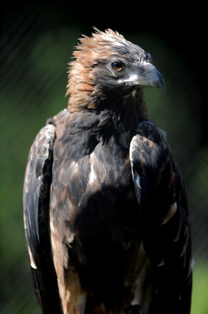 A close up shot of a Australian Wedge Tailed Eagleの写真素材