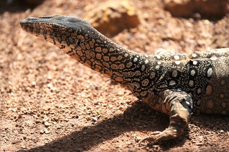 A close up shot of an Australian Goannaの写真素材