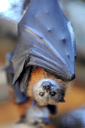 A close up Shot of an Australian Flying Foxの写真素材