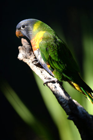 A close up shot of an Australian Rainbow Lorikeet