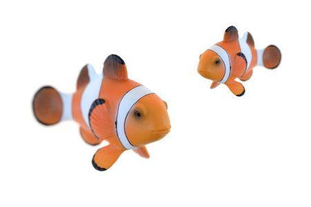 A close up shot of a Clown Fishの写真素材