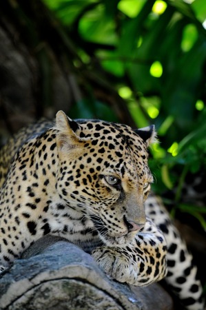 A close up shot of an African Leopardの写真素材