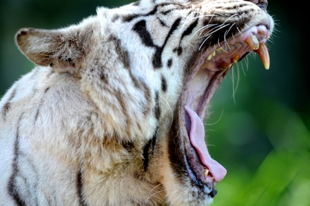 A close up shot of a white Tigerの写真素材