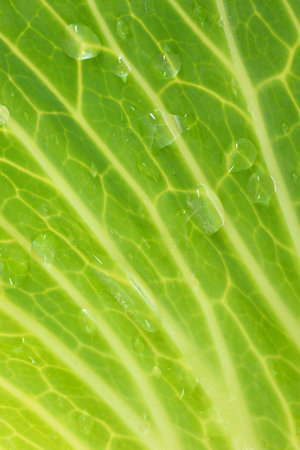A close up shot of a garden cabbage