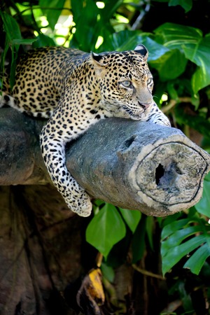 A close up shot of an African Leopardの写真素材