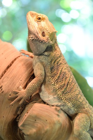 A close up shot of a Bearded Dragon Lizardの写真素材