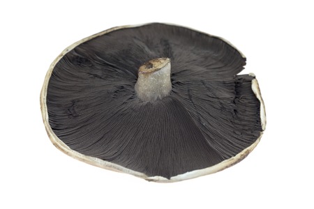 A close up shot of a field mushroomの写真素材