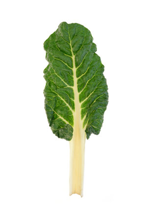 A close up shot of a bunch of spinachの写真素材