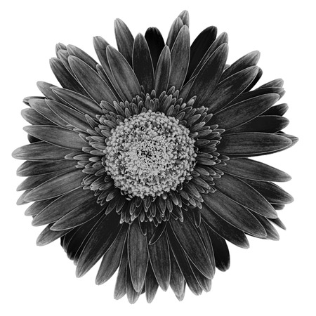 A close up shot of a gerber a flowerの写真素材