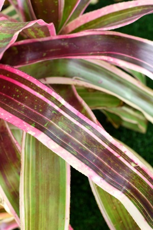 A close up shot of a synthetic indoor plantの写真素材