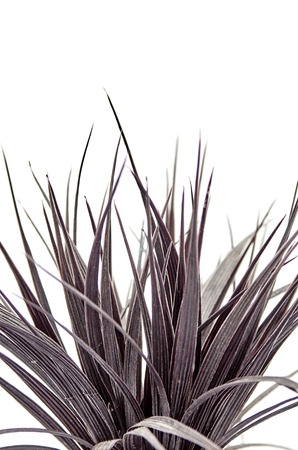 A studio photo of an artificial indoor plantの写真素材