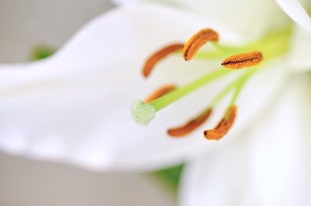 A studio photo of a lily up closeの写真素材