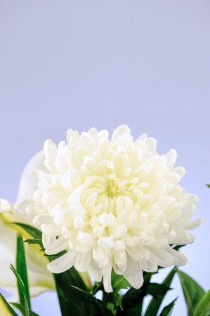 A studio photo of a vase of flowersの写真素材