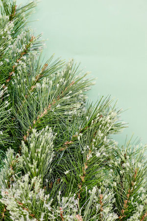 A close up shot of a fir christmas tree