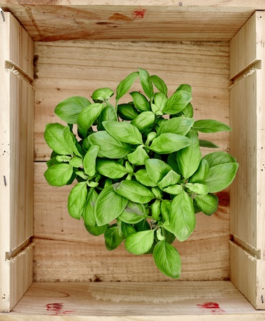 A studio photo of potted basilの写真素材