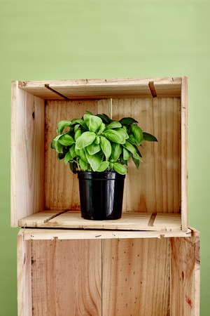 A studio photo of potted basilの写真素材