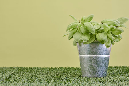 A studio photo of potted basilの写真素材