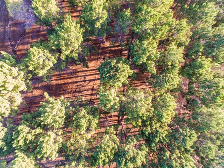 A aerial drone photo of a pine plantationの写真素材