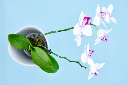A studio photo of a white orchid plantの写真素材