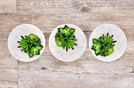 A studio photo of succulent decorative plantsの写真素材