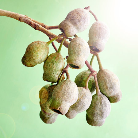 A studio photo of eucalyptus gum tree nuts