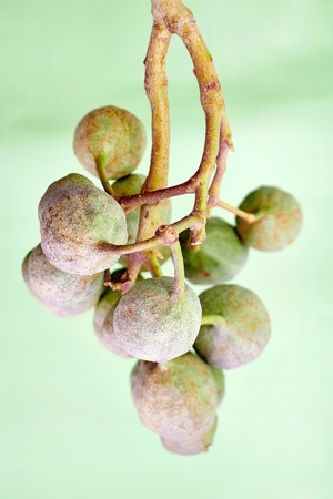 A studio photo of eucalyptus gum tree nutsの写真素材