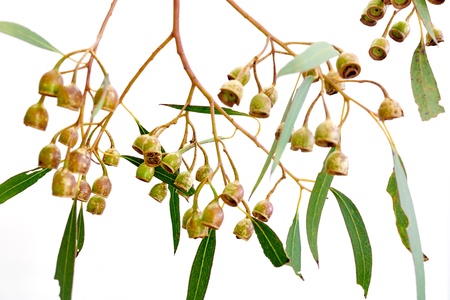 A studio photo of eucalyptus gum tree leavesの写真素材