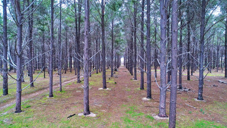 A aerial drone photo of a pine plantation