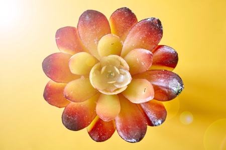 A studio photo of a artificial succulentの写真素材