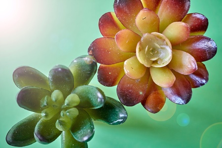 A studio photo of succulent decorative plantsの写真素材