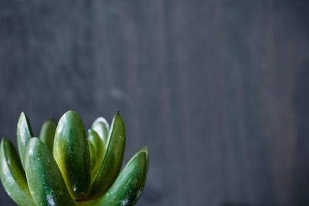 A studio photo of a artificial succulentの写真素材