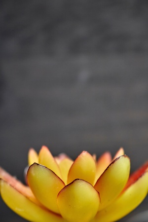 A studio photo of a artificial succulentの写真素材