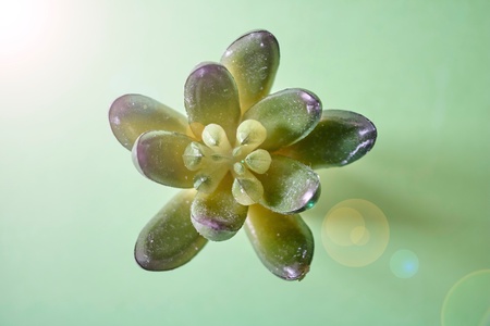 A studio photo of succulent decorative plantsの写真素材