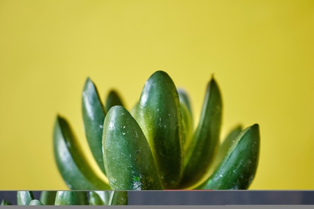 A studio photo of a artificial succulentの写真素材